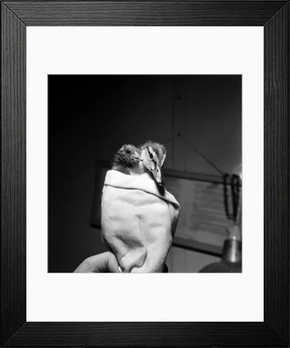 Framed Print : Birds / duckling. Ducky Duckling... saved from drowing... Only a few days old Framed Print : Birds / duckling. Ducky Duckling... saved from drowing... Only a few days old