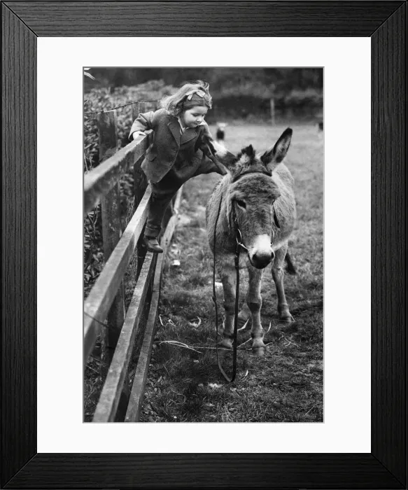 Framed Print : A young girl stroking a donkey November 1944 P011870
