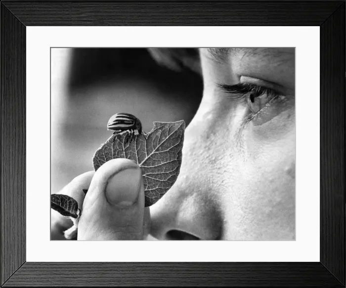 Framed Print : Eye to Eye with Rosie'is Marion Lea. Rosie is actually eating the leaf Framed Print : Eye to Eye with Rosie'is Marion Lea. Rosie is actually eating the leaf