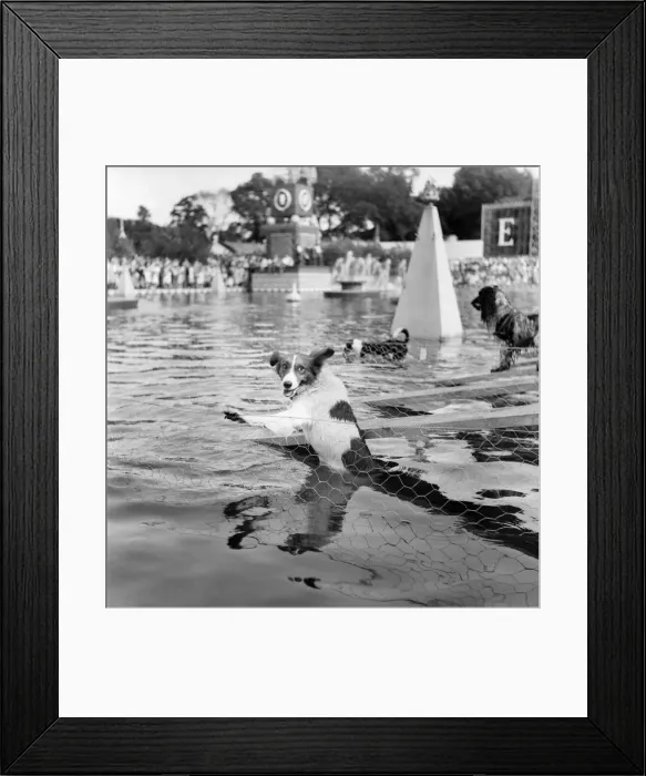 Framed Print : Animals: Dogs: Owners and contestants seen here talking part in The Daily Mirror Dog Show Framed Print : Animals: Dogs: Owners and contestants seen here talking part in The Daily Mirror Dog Show