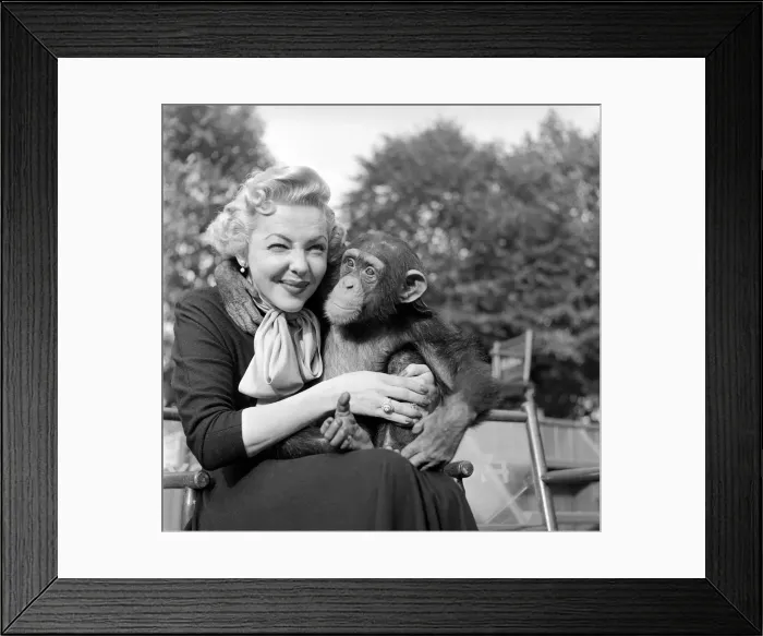 Framed Print : Miss Vivian Blaine of Guys and Dolls made a special visit to the London Zoo to take Framed Print : Miss Vivian Blaine of Guys and Dolls made a special visit to the London Zoo to take