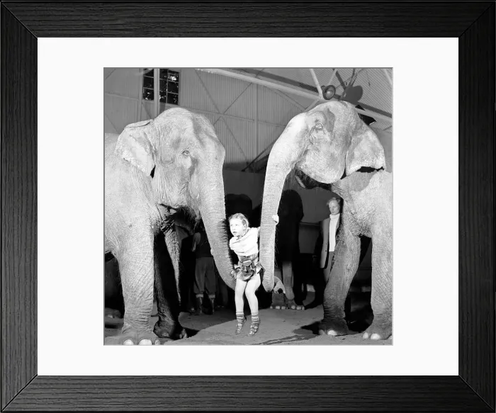 Framed Print : Swinging on the Stars'. The two ton elephants Hungoly (left Framed Print : Swinging on the Stars'. The two ton elephants Hungoly (left
