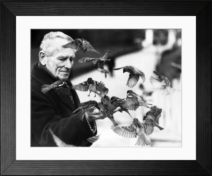 Framed Print : Charles Handley charms birds out of trees. He simply stands there Framed Print : Charles Handley charms birds out of trees. He simply stands there