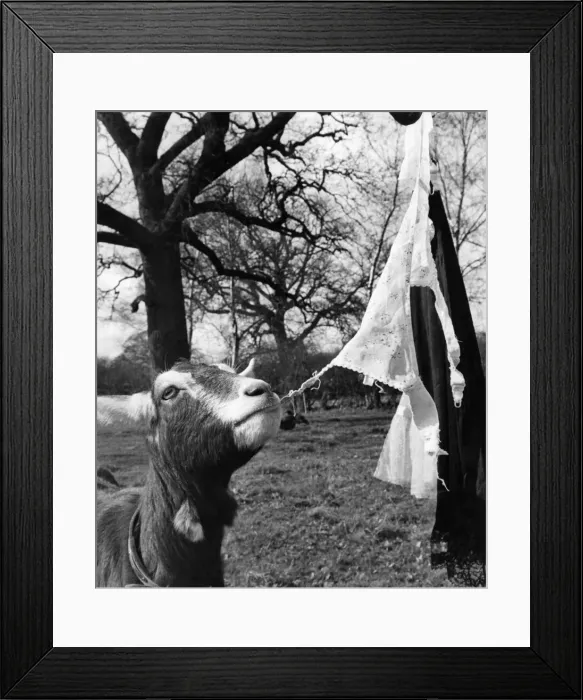 Framed Print : Animals - Goats. April 1966 P011771 Framed Print : Animals - Goats. April 1966 P011771