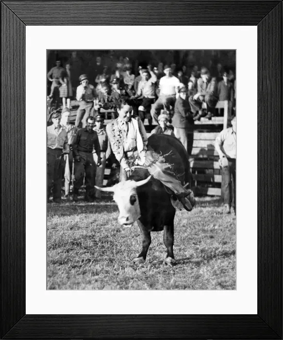 Framed Print : Miss Hattie Taylor, an Army nurse from Texas, riding a bucking steer. August 1944 P012220 Framed Print : Miss Hattie Taylor, an Army nurse from Texas, riding a bucking steer. August 1944 P012220