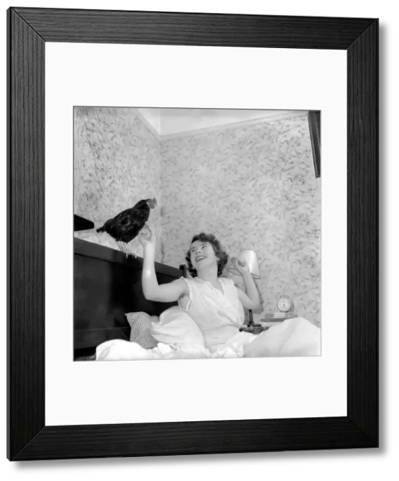 Framed Print : Birds Chickens Pets: Chicken in bed, gives wake-up call to Grechen Young Framed Print : Birds Chickens Pets: Chicken in bed, gives wake-up call to Grechen Young