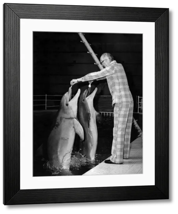 Framed Print : Animals - Dolphins. The Duke of Bedford with dolphins Anne and Mark