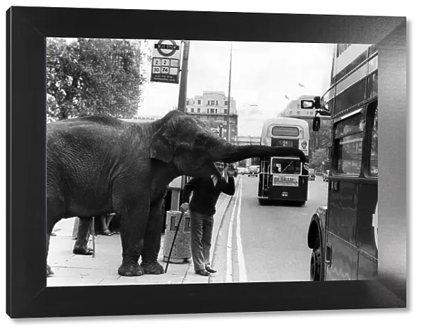 Stop here... Maureen the elephant, with Robert Brothers