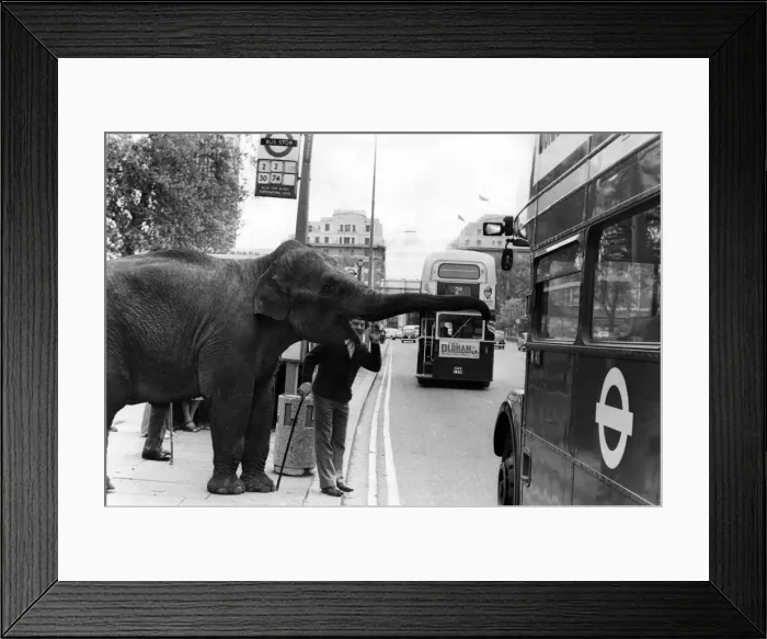 Framed Print : Stop here... Maureen the elephant, with Robert Brothers