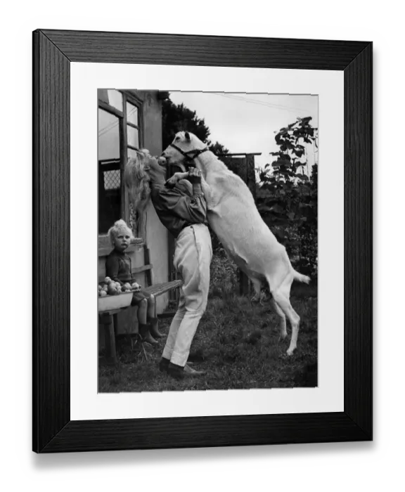 Framed Print : Animals: Goats: Mollie the goat helps harvest apples in Buckinghamshire orchard Framed Print : Animals: Goats: Mollie the goat helps harvest apples in Buckinghamshire orchard