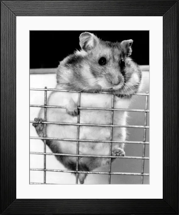 Framed Print : Hamster. May 1977 P011784 Framed Print : Hamster. May 1977 P011784
