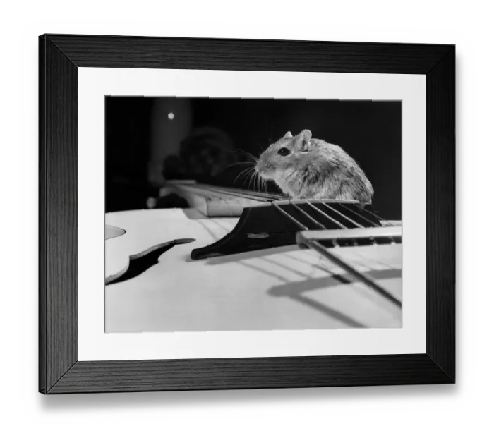 Framed Print : Gerbil. February 1970 P011750 Framed Print : Gerbil. February 1970 P011750
