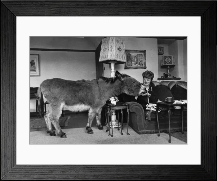 Framed Print : Benjie the donkey joins Mrs. Lundie for morning coffee and biscuits Framed Print : Benjie the donkey joins Mrs. Lundie for morning coffee and biscuits