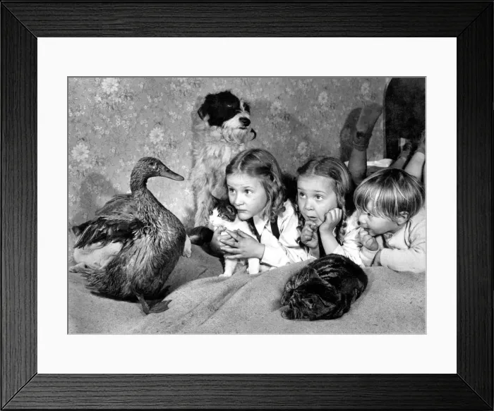 Framed Print : Donald, the duck who recovered from pneumonia after being given M. and B Framed Print : Donald, the duck who recovered from pneumonia after being given M. and B
