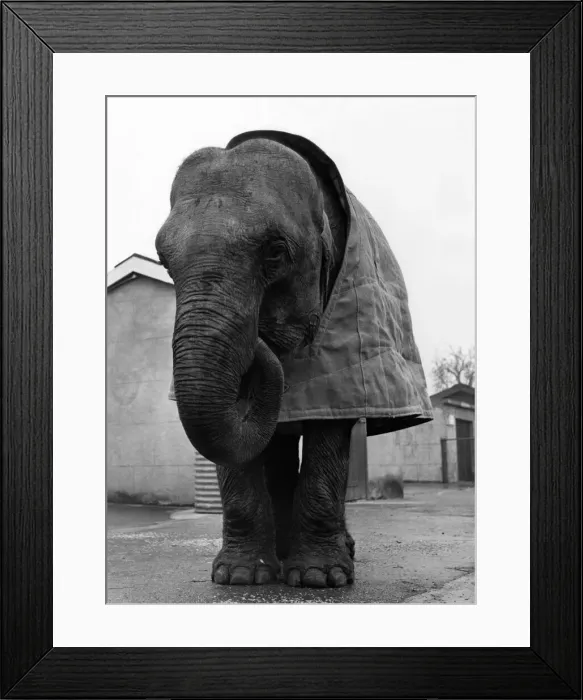 Framed Print : Babs makes her debut in her new fleecy-lined coat. December 1954 P011829 Framed Print : Babs makes her debut in her new fleecy-lined coat. December 1954 P011829