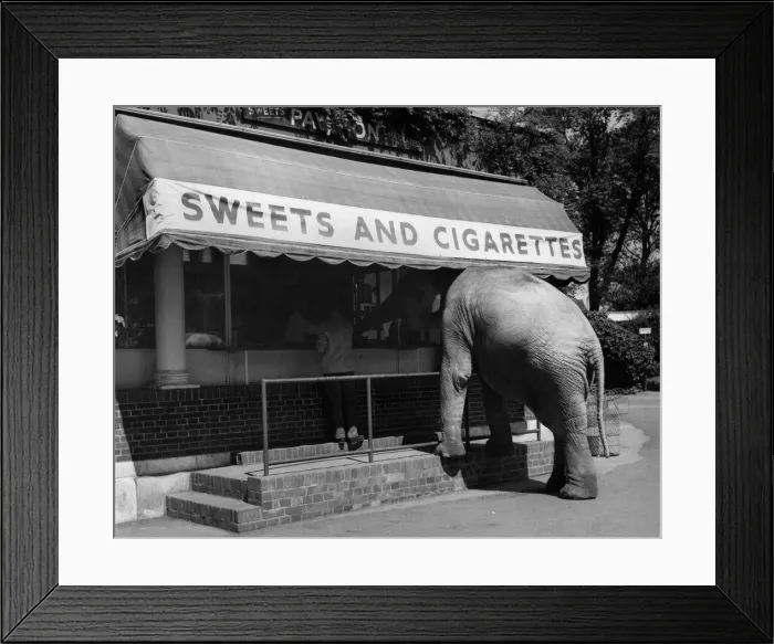 Framed Print : Every morning when his keeper takes him out for exercise, eight-year-old Dumbo