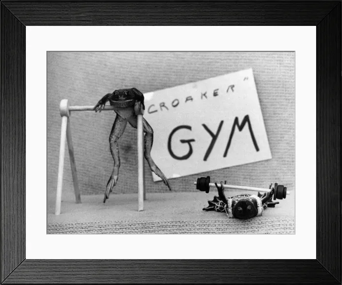 Framed Print : Animals - Frogs. August 1976 P011730 Framed Print : Animals - Frogs. August 1976 P011730