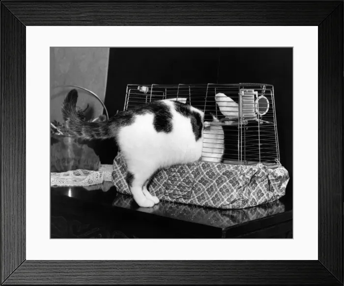 Framed Print : Bridget the cat squeezes in to the bird cage for a quiet nap Framed Print : Bridget the cat squeezes in to the bird cage for a quiet nap