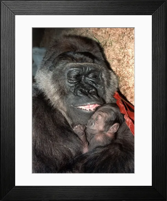 Framed Print : Gorilla Diana cradling her baby. November 1992 P011781 Framed Print : Gorilla Diana cradling her baby. November 1992 P011781