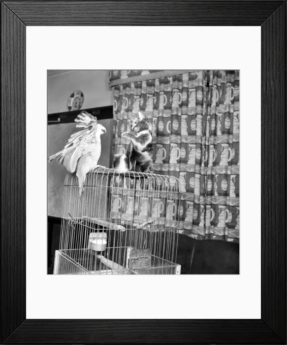 Framed Print : Animals Birds: Cats Friendship: Visitors to the Hodder Bridge Hotel, Hodder Lancs