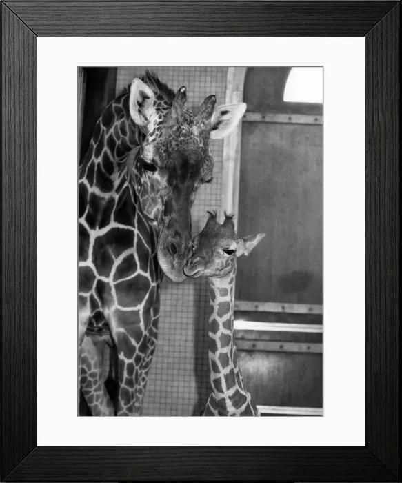 Framed Print : Zara and mother giraffe Virginia. June 1984 P011756