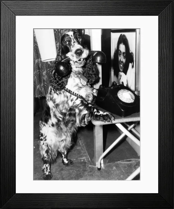 Framed Print : Its for me. Lucy the golden receiver answers the phone. February 1985 P011739 Framed Print : Its for me. Lucy the golden receiver answers the phone. February 1985 P011739