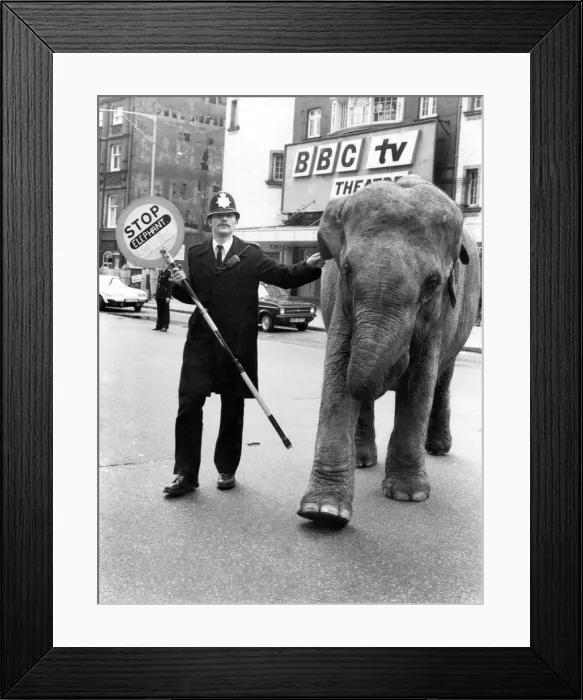 Framed Print : Animals: Elephants. Vicky the elephant. May 1981 P011796 Framed Print : Animals: Elephants. Vicky the elephant. May 1981 P011796