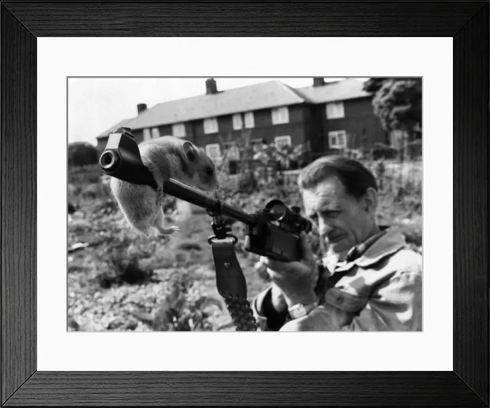 Framed Print : A man and his gun Mr. Timothy O Sullivan on the look-out for Hamsters Framed Print : A man and his gun Mr. Timothy O Sullivan on the look-out for Hamsters