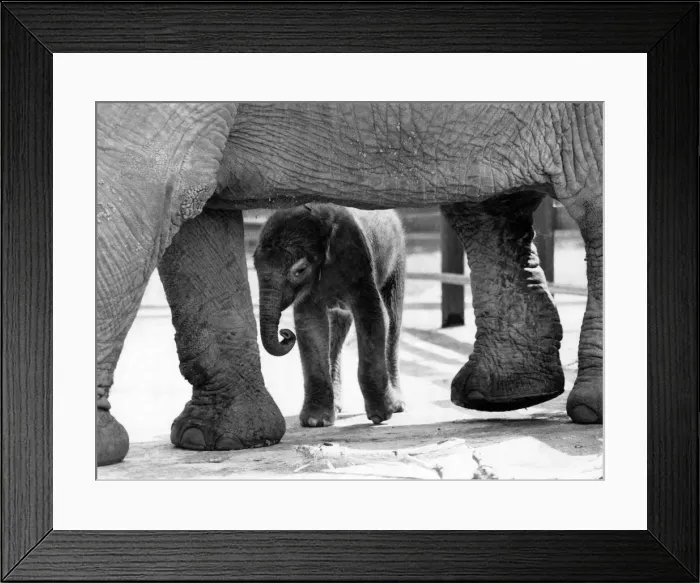 Framed Print : Shady Lady. Swana under Masas tummy. July 1985 P011799 Framed Print : Shady Lady. Swana under Masas tummy. July 1985 P011799