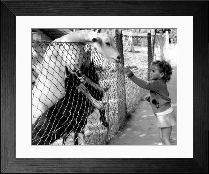 Framed Print : Bill, who lives in the Goat Villa being fed by children in the Pets Corner Framed Print : Bill, who lives in the Goat Villa being fed by children in the Pets Corner