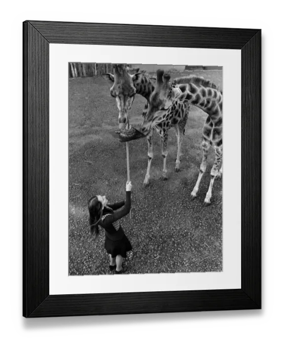 Framed Print : It was high tea yesterday for two giraffes - both celebrating their 5th birthday Framed Print : It was high tea yesterday for two giraffes - both celebrating their 5th birthday