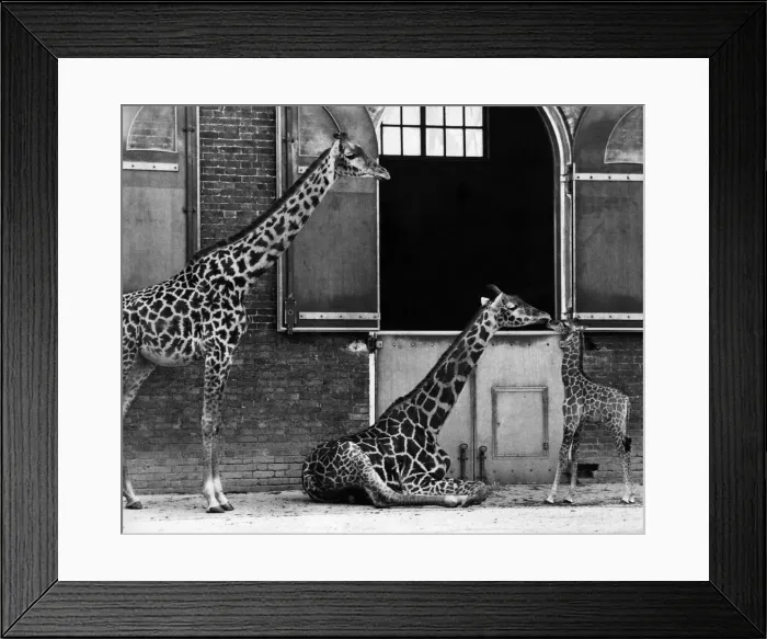 Framed Print : A kiss for Sophie'from Jill'who shares the paddock with Sophie