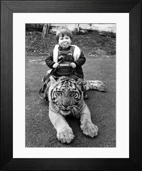 Framed Print : Tiger Tot; The bigger they are the harder they fall for little Alex Lacey Framed Print : Tiger Tot; The bigger they are the harder they fall for little Alex Lacey