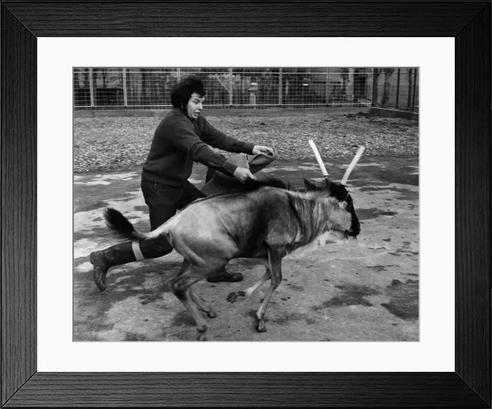 Framed Print : Chessington keeper David Flower does his bullfighting act to keep Charlie Twistgrip