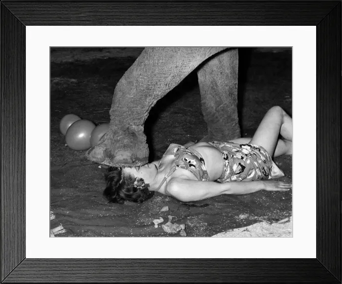 Framed Print : Animals Elephants. October 1957 P011822 Framed Print : Animals Elephants. October 1957 P011822