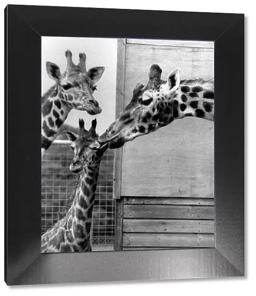 Dribbles the giraffe gives baby Anne a quick clean-up. Circa 1975 P011759