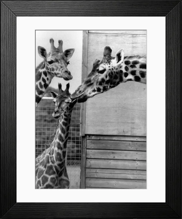 Framed Print : Dribbles the giraffe gives baby Anne a quick clean-up. Circa 1975 P011759 Framed Print : Dribbles the giraffe gives baby Anne a quick clean-up. Circa 1975 P011759