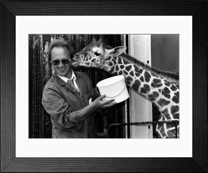 Framed Print : Animals: Giraffes. Whipsnades new arrival takes his 10 pint milk delivery today Framed Print : Animals: Giraffes. Whipsnades new arrival takes his 10 pint milk delivery today