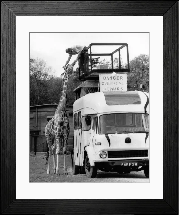 Framed Print : Head repair Peter Whitehead and giraffe. July 1986 P011757 Framed Print : Head repair Peter Whitehead and giraffe. July 1986 P011757