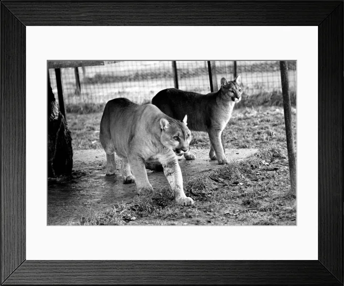 Framed Print : Animals Big cats. When Lucifer the 10 year old male puma at Chessington Zoo developed a Framed Print : Animals Big cats. When Lucifer the 10 year old male puma at Chessington Zoo developed a