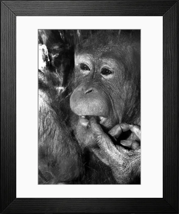 Framed Print : Njonja and Tuan, Chessington Zoo, five year old orangutans provide quite a comedy act for Framed Print : Njonja and Tuan, Chessington Zoo, five year old orangutans provide quite a comedy act for