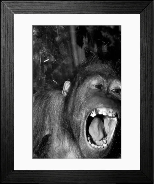 Framed Print : Njonja and Tuan, Chessington Zoo, five year old orangutans provide quite a comedy act for Framed Print : Njonja and Tuan, Chessington Zoo, five year old orangutans provide quite a comedy act for