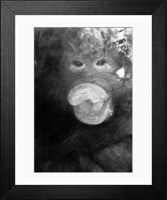 Framed Print : Njonja and Tuan, Chessington Zoo, five year old orangutans provide quite a comedy act for