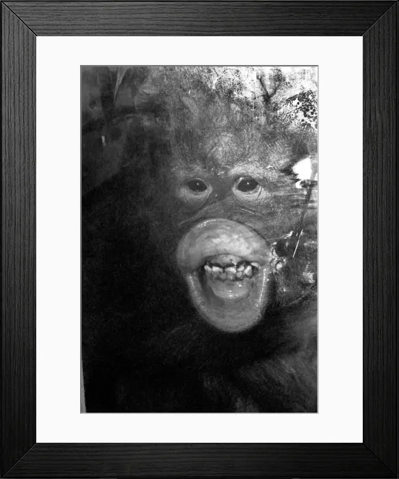 Framed Print : Njonja and Tuan, Chessington Zoo, five year old orangutans provide quite a comedy act for Framed Print : Njonja and Tuan, Chessington Zoo, five year old orangutans provide quite a comedy act for