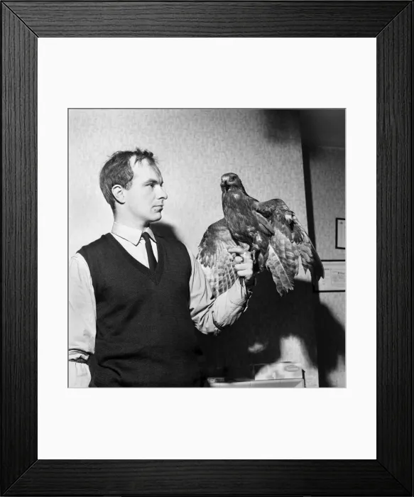 Framed Print : Mr. Michael John Hooper, Inspector RSPCA, holding a young Honey Buzzard Framed Print : Mr. Michael John Hooper, Inspector RSPCA, holding a young Honey Buzzard