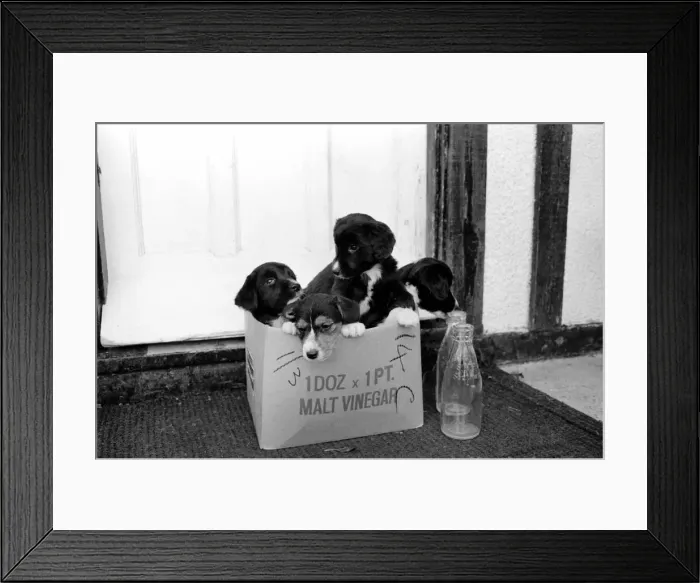 Framed Print : Puppies found abandoned in box. November 1969 Z11391-011