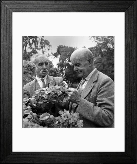 Framed Print : Two elderly men with flowers at a home for retired gardeners at Barton Framed Print : Two elderly men with flowers at a home for retired gardeners at Barton