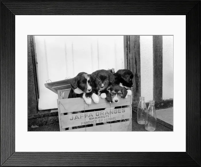 Framed Print : Puppies found abandoned in box. November 1969 Z11391-006