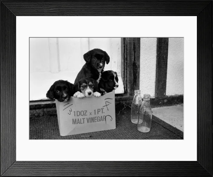 Framed Print : Puppies found abandoned in box. November 1969 Z11391-004