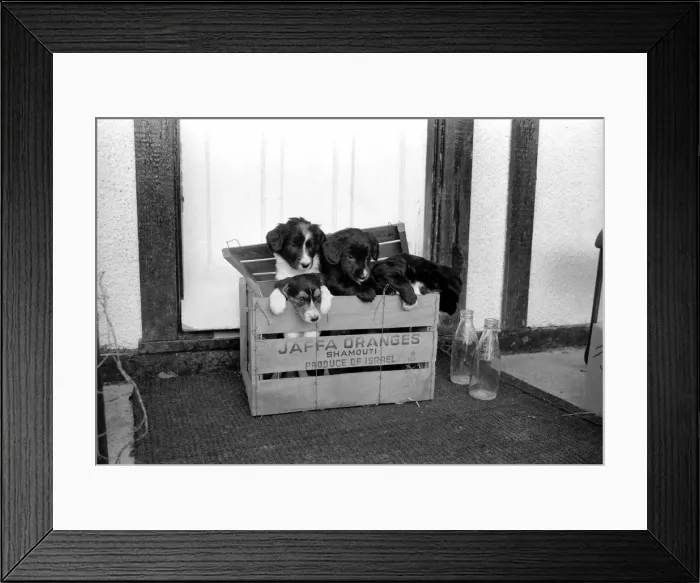 Framed Print : Puppies found abandoned in box. November 1969 Z11391-001